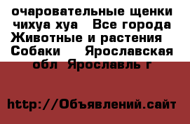 очаровательные щенки чихуа-хуа - Все города Животные и растения » Собаки   . Ярославская обл.,Ярославль г.